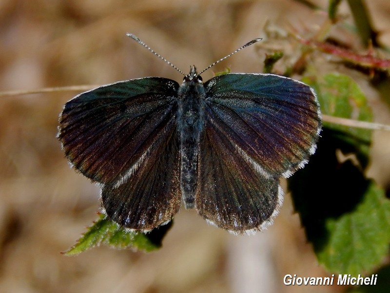 Colpaccio nel Parco del Ticino - Scolitantides orion